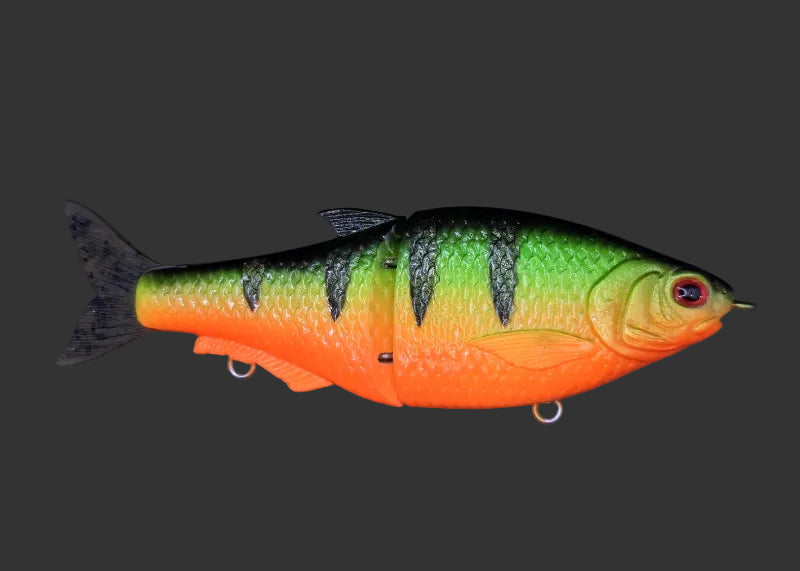 Split Roach 16cm "Fire Tiger"