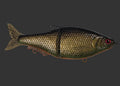 Split Roach 16cm "It's a MAD Thing"