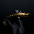 Ripjaw 19cm "It's a MAD thing"