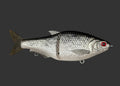Split Roach 16cm "Roachish Again"